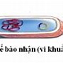 Kĩ Thuật Gen Gồm Những Khâu Chủ Yếu Nào